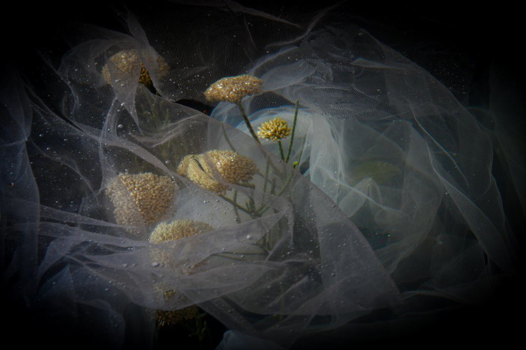 Freedom - Unframed